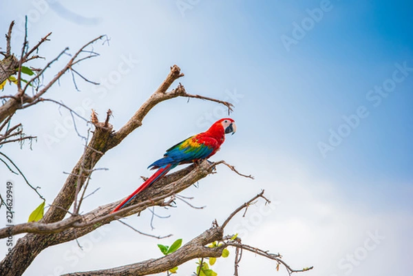 Obraz Parrots in the sky