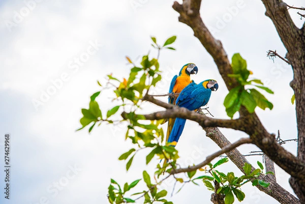 Obraz Parrots in the sky