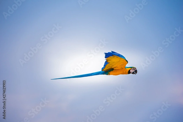 Obraz Parrots in the sky