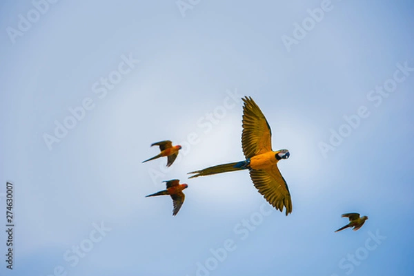 Obraz Parrots in the sky