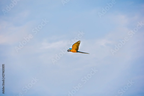 Obraz Parrots in the sky