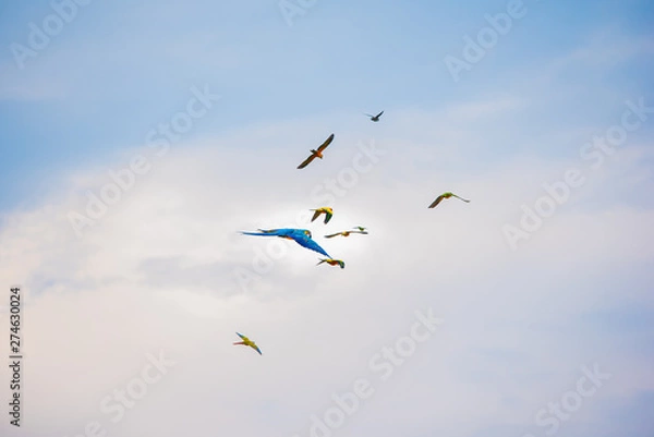 Obraz Parrots in the sky