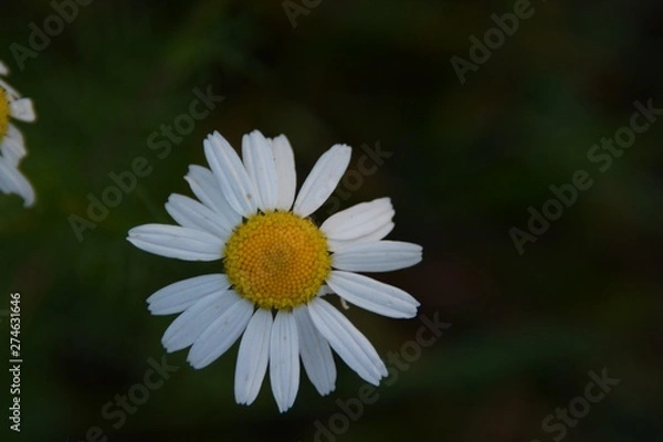 Obraz daisy on green background