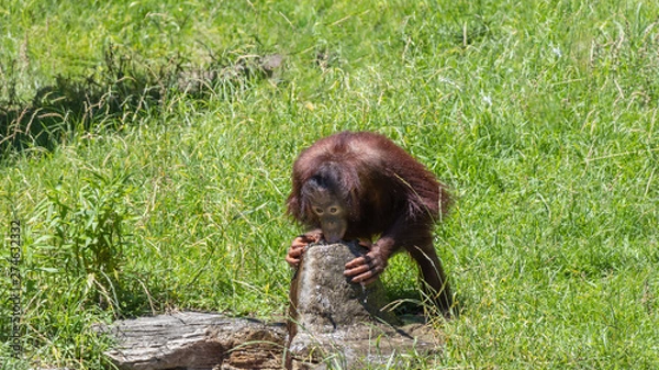 Fototapeta 水を飲む子供のオランウータン