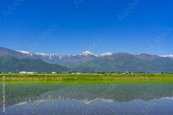 Obraz 信州安曇野　田植え後の水田と北アルプス