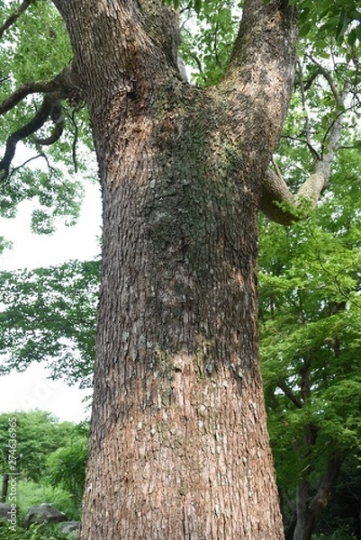 Fototapeta The fragrant "Camphor tree" is a tree that is the raw material of camphor.