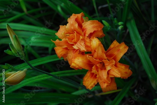 Obraz Orange Daily Lily