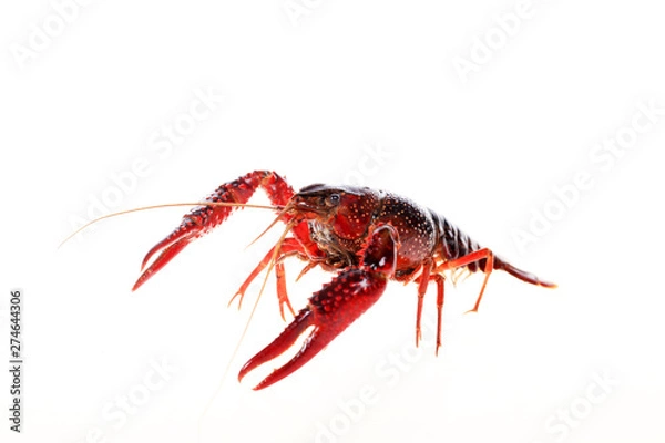 Fototapeta Crayfish