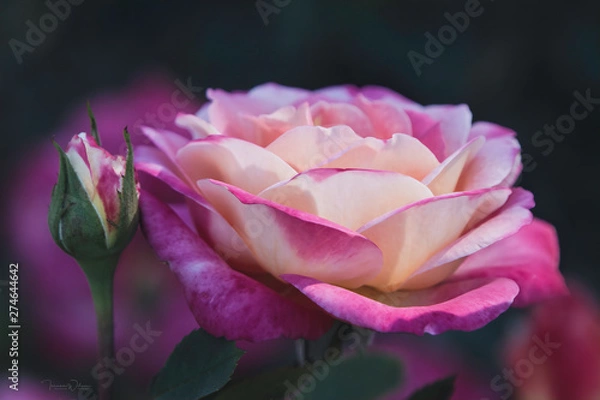 Fototapeta Simply Beautiful