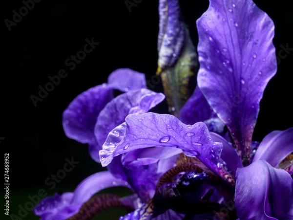 Obraz Iris closeup, water drop, violet leaves, black background