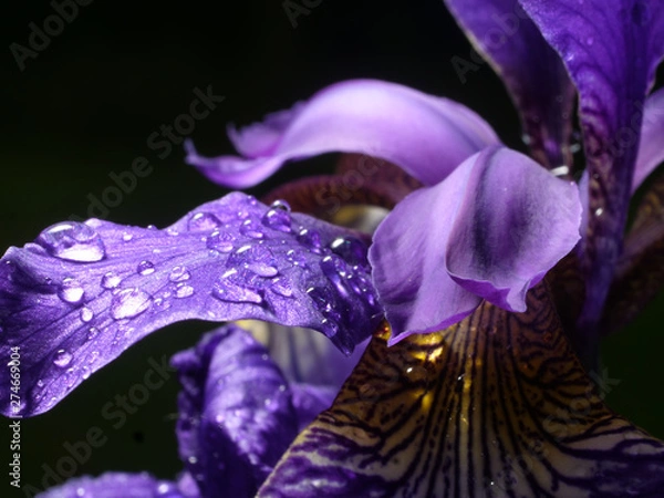 Obraz Iris closeup, water drop, violet leaves, black background