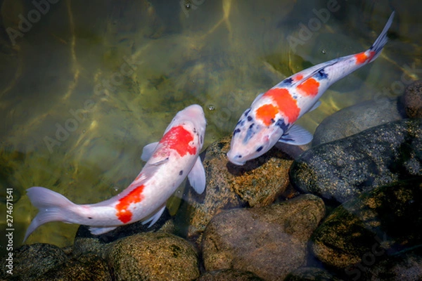 Obraz Colorful koi fish swimming in the lake