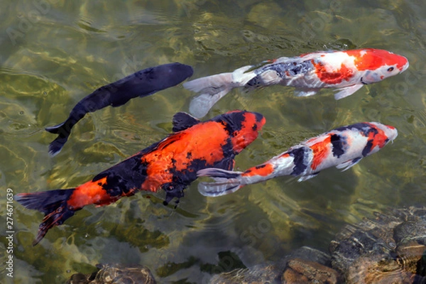 Obraz Colorful koi fish swimming in the lake