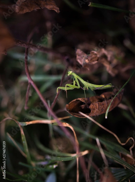 Obraz Young green mantis close-up on the brown background