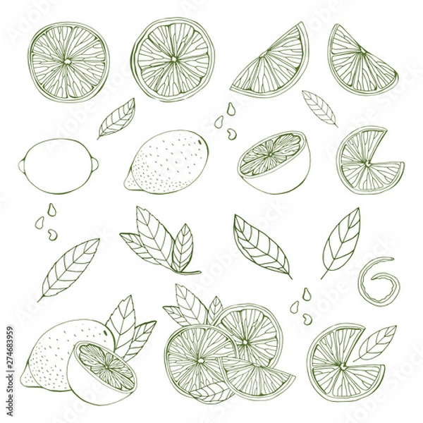 Fototapeta A set of fruits drawn by a line. Different variations of lemon, lime, citrus. Monochrome objects, isolated on white background. Vector illustration, hand drawing.