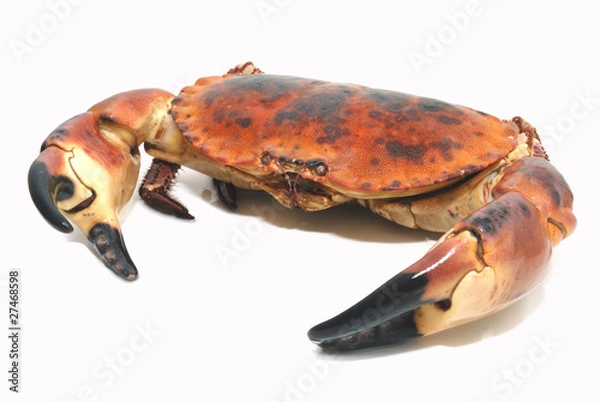 Obraz Krab Taureański
