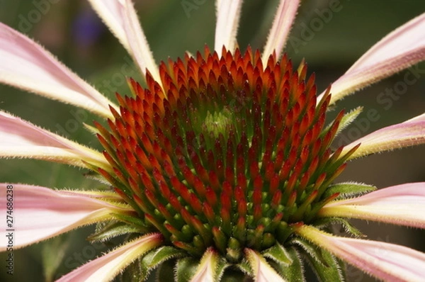 Obraz Эхинацея