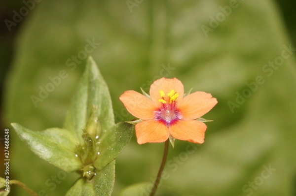 Obraz Нежность