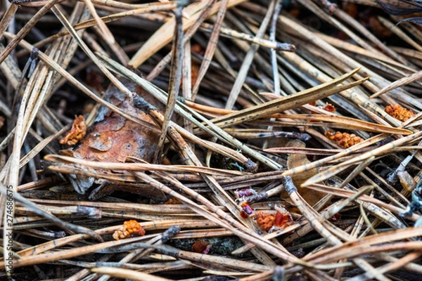 Fototapeta Close-up of needles in the forest floor