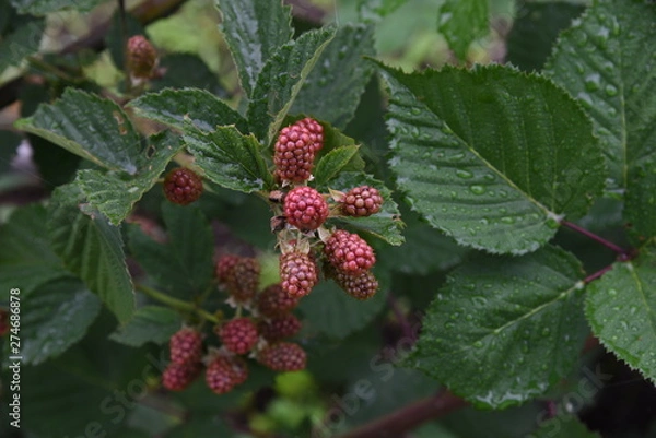 Fototapeta Blackberry contains a lot of polyphenols such as anthocyanins and is a fruit that helps prevent adult diseases.