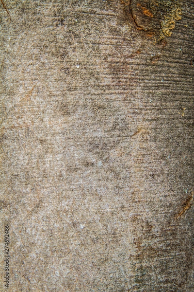 Fototapeta Beech tree bark in close up