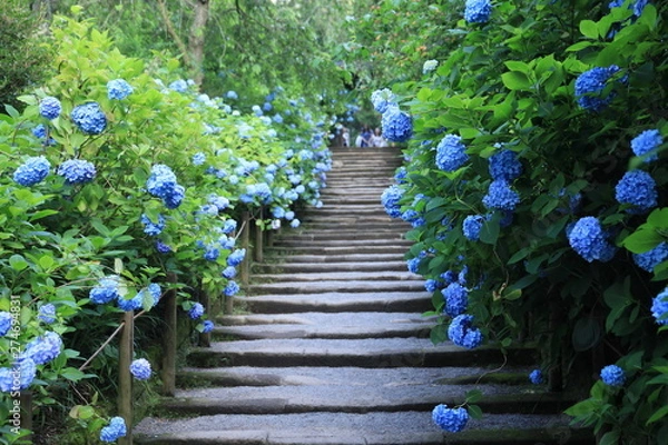 Obraz 満開の青い紫陽花に包まれた参道