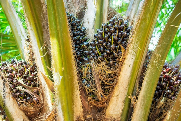 Obraz Palm ball on palm tree