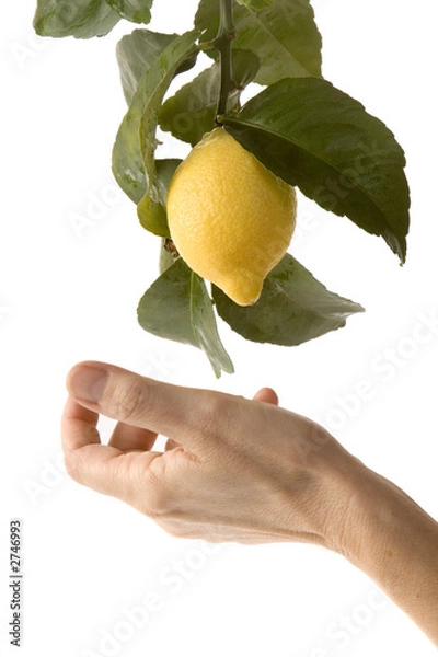 Obraz hand for the lemon