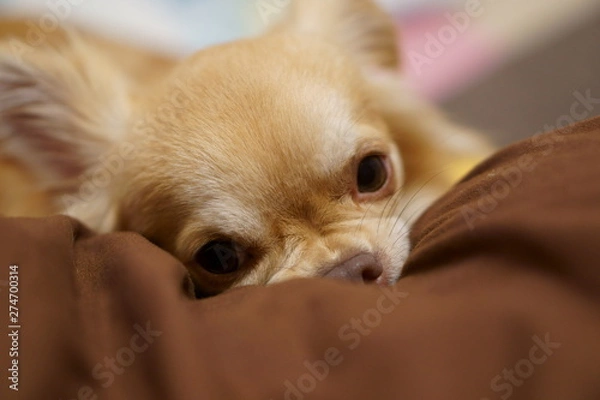 Fototapeta チワワ