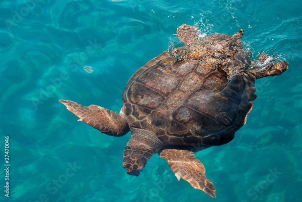 Obraz Sea turtle