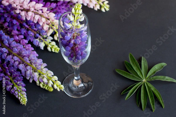 Fototapeta multi-colored lupine flowers on a black background. Glass glass glass with a flower.