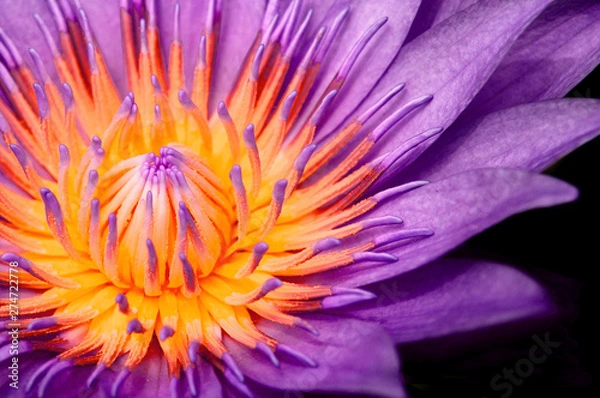 Fototapeta Purple Water Lily, Purple Lotus makro strzał pokazujący słupek i pręcik odizolowane na czarno