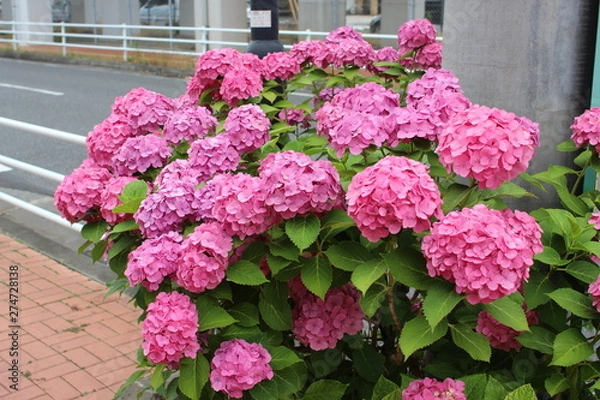 Fototapeta あじさい