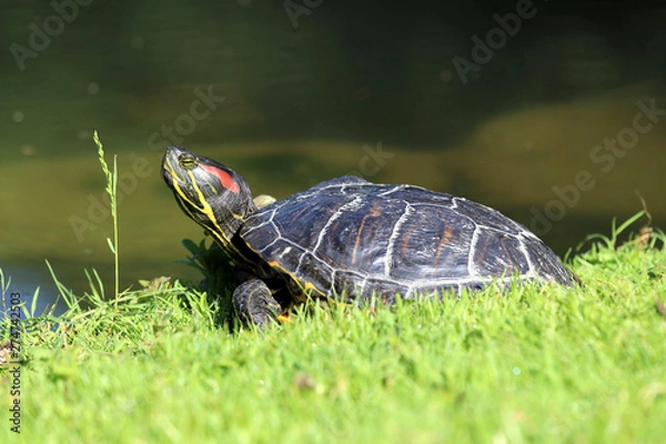 Obraz water turtle - Schwetzingen Germany