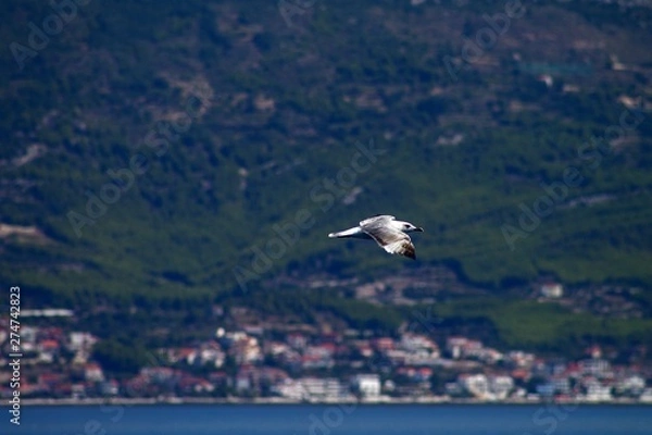 Obraz seagull in flight