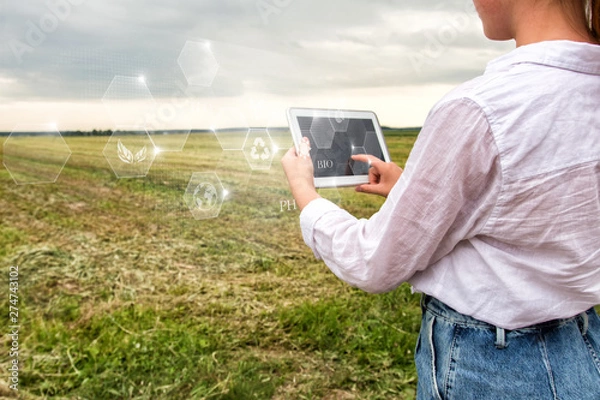Fototapeta Growing young maize seedling in cultivated agricultural farm field with modern technology concepts