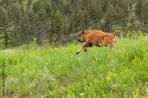 Fototapeta Running Baby Bison