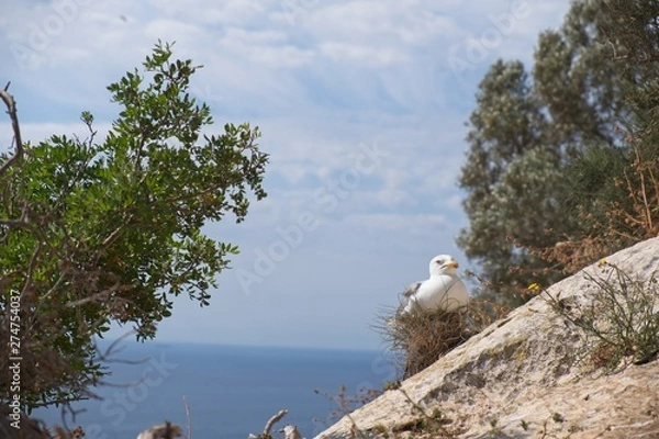 Obraz Seagull on a rock
