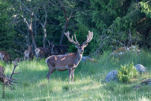 Obraz Big and beautiful dear