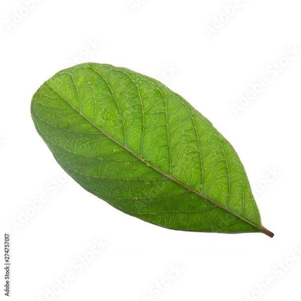 Fototapeta leaf of guava isolated on white background