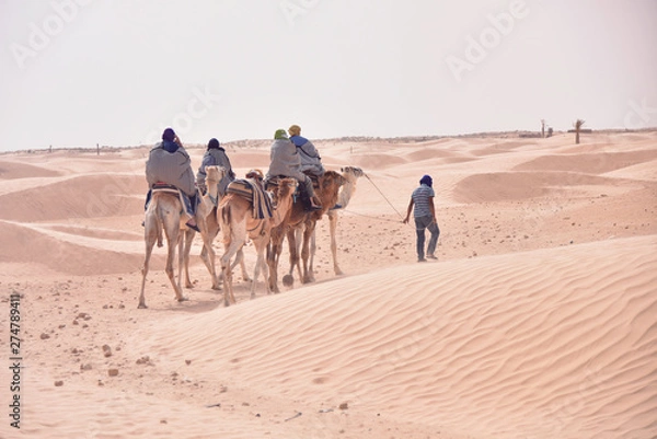 Fototapeta Camels caravan going in sahara desert in Tunisia, Africa. Tourists ride the camel safari. Camel caravan going through the sand dunes in the Sahara Desert.