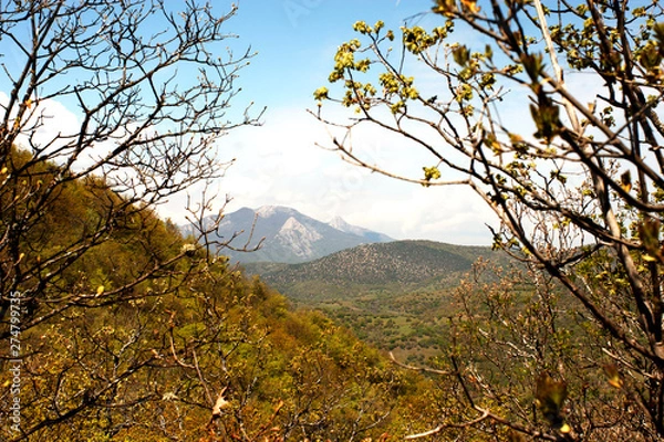 Obraz tree in autumn