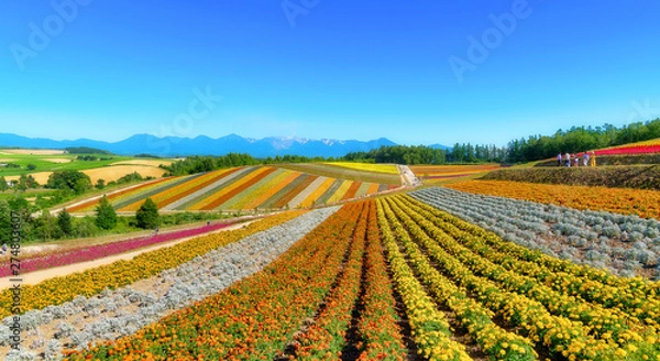 Obraz 夏の美瑛　四季彩の丘