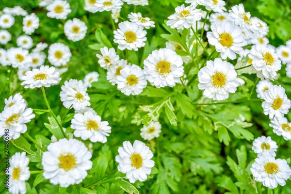 Fototapeta White and yellow flowers of Feverfew Pyrethrum or Tanacetum Corymbosum