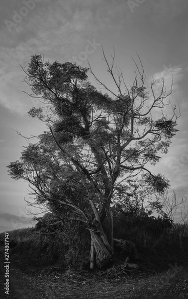 Fototapeta tree in B/W