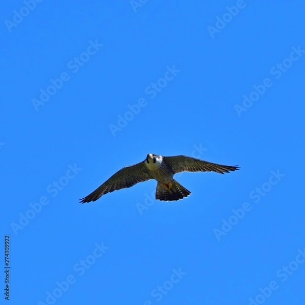 Fototapeta 青空バックに悠然と飛ぶハヤブサ 