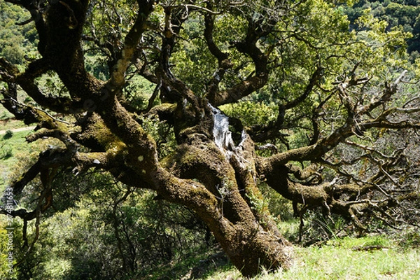 Fototapeta Olive tree