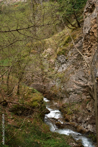 Obraz stream in forest