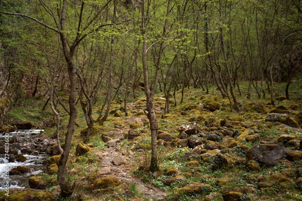 Obraz trees in forest
