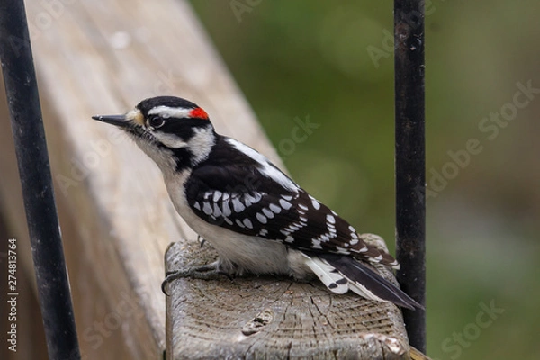 Obraz Downy Woodpecker